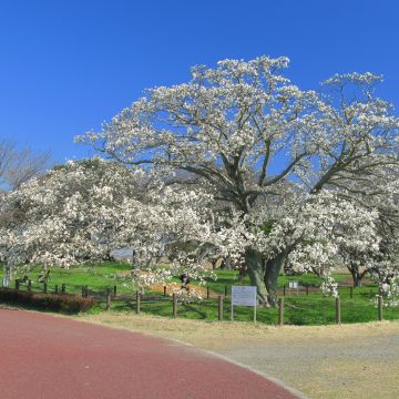 Magnolia kobus - Noordelijke Japanse magnolia