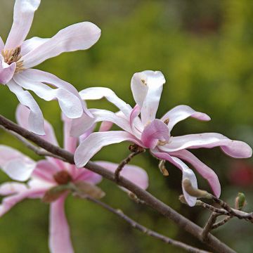 Magnolia loebneri Merrill - Beverboom