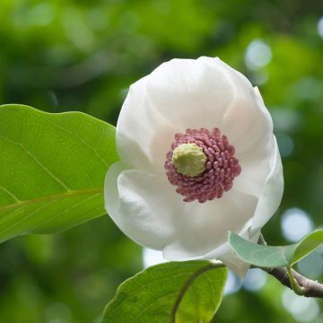 Magnolia sieboldii Colossus - Beverboom