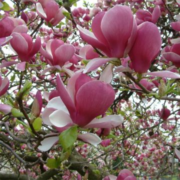 Magnolia soulangeana Rustica Rubra - Gewone magnolia