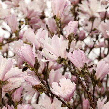 Magnolia stellata Chrysanthemumiflora - Stermagnolia