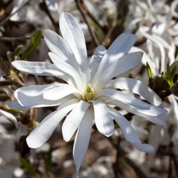 Magnolia stellata - Stermagnolia