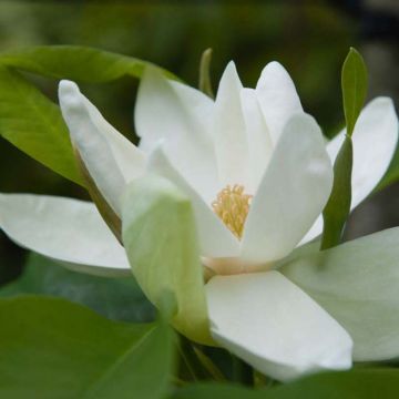 Magnolia thompsoniana - Beverboom