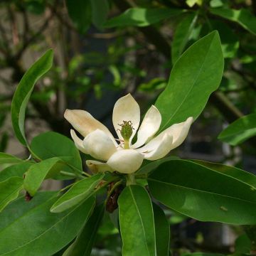 Magnolia virginiana Glauca - Moerasmagnolia
