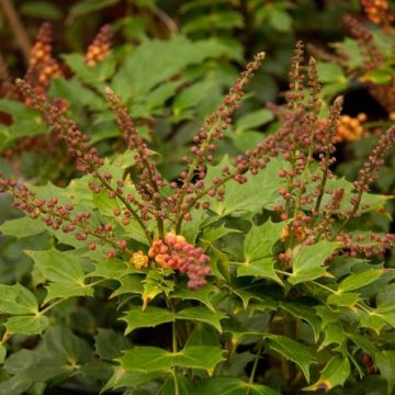Mahonia nitens Cabaret - Mahonie