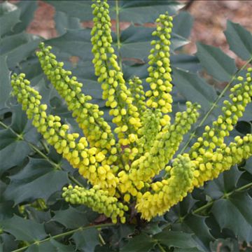 Mahonia japonica Hivernant - Mahonie