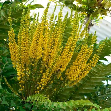 Mahonia bealei - Mahonie