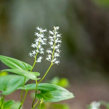 Maianthemum bifolium - Dalkruid