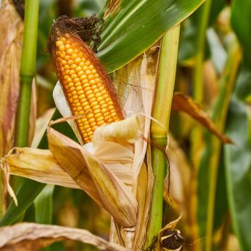 Suikermais Bimbo F1 (jonge planten)