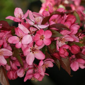 Malus Paul Hauber - Sierappel