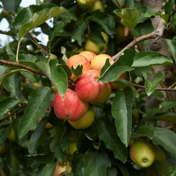 Appelboom Cynamonówka Prążkowana