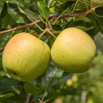 Appelboom Golden Noble