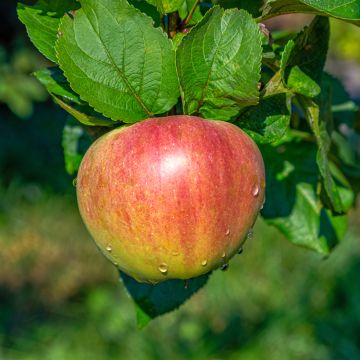 Appelboom Rode Gravensteiner