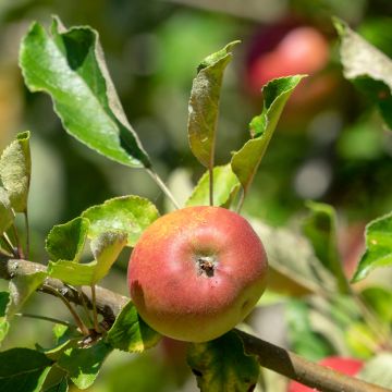 Appelboom Reneta Landsberska