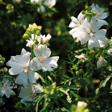 Malva moschata Snow White (zaad) - Muskuskaasjeskruid