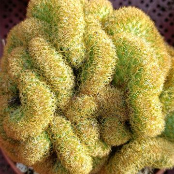 Mammillaria elongata Cristata - Tepelcactus