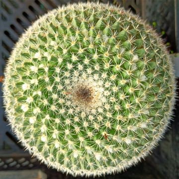 Mammillaria perbella - Tepelcactus
