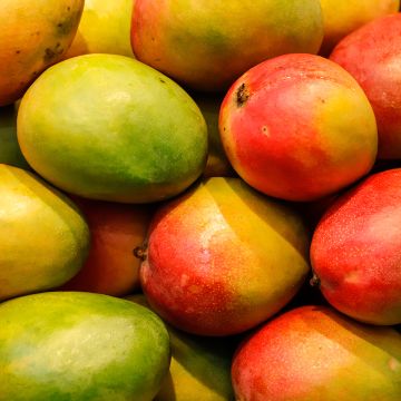 Mango - Mangifera indica