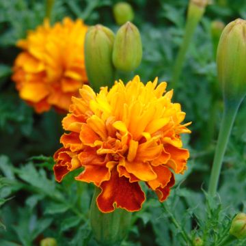 Klein afrikaantje Mowgli Bicolour (zaad) - Tagetes patula