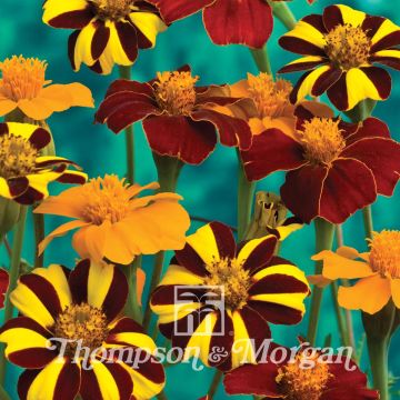 Klein afrikaantje Pots of Gold (zaad) - Tagetes patula