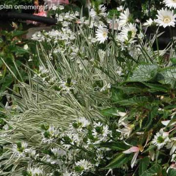 Collectie Wit Bloeiende Borderplanten