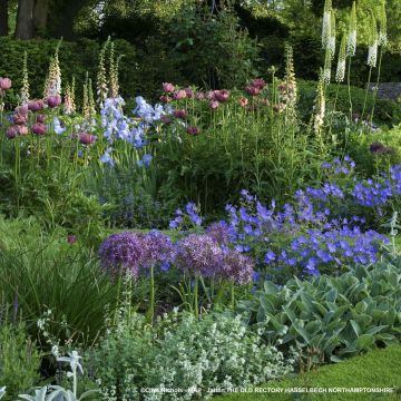 Gemengde border voor 3m²
