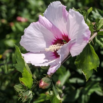 Hibiscus syriacus Rosso - Tuinhibiscus