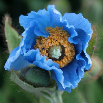 Meconopsis grandis - Blauwe papaver