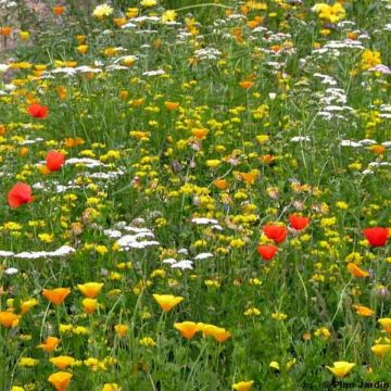 Droogteminnend plantenmengsel