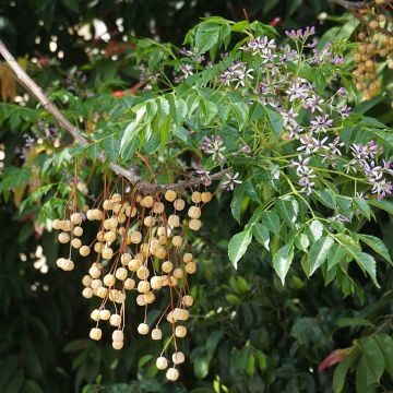 Melia azedarach - Kralenboom