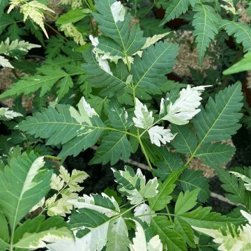 Melia azedarach Jade Snowflake - Kralenboom