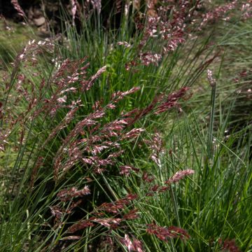 Melinis nerviglumis - Honinggras
