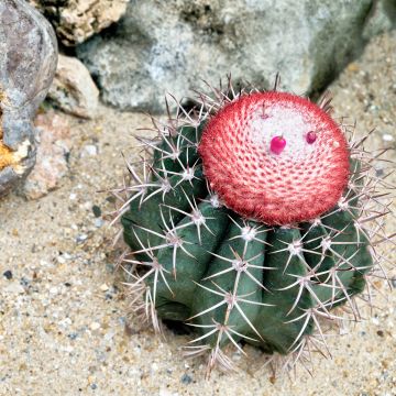 Melocactus azureus - Meloencactus
