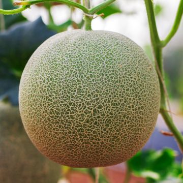 Cantaloupe-meloen Clinton BIO - Ferme de Sainte Marthe