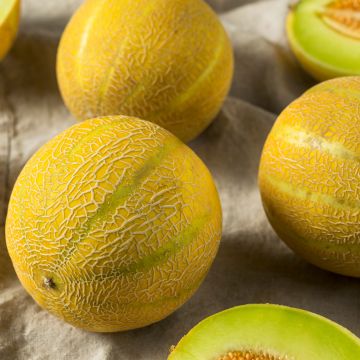 Sukermeloen Outdoor Wonder F1