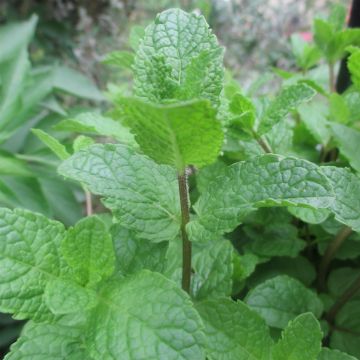Algerijnse munt BIO - Mentha spicata