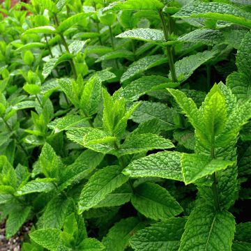 Witte pepermunt BIO - Mentha piperita Alba