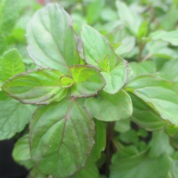 Eau de cologne-munt BIO - Mentha rotundifolia Eau de Cologne