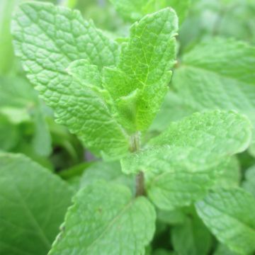 Spaanse munt - Mentha spicata Spanish