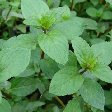 Rode munt BIO - Mentha smithiana Rubra