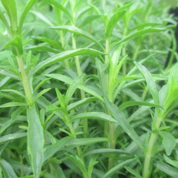 Engelse Watermunt - Mentha cervina