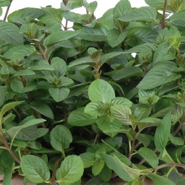Chocolademunt - Mentha piperita schocominze