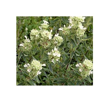 Amerikaanse bergmunt - Pycnanthemum pilosum