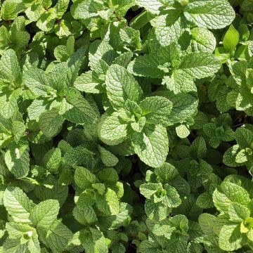 Mojito munt BIO - Mentha spicata Mojito (jonge planten)