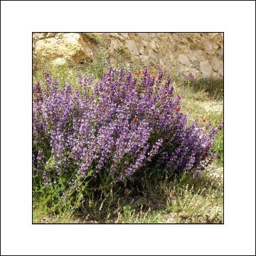 Pepermunt Lavender BIO - Mentha lavandulifolia