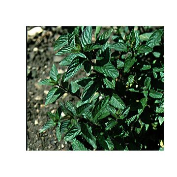 Pepermunt - Mentha piperita