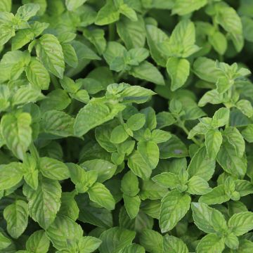 Groene munt BIO (jonge planten) - Mentha spicata