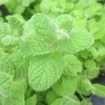 Witte munt BIO - Mentha suaveolens