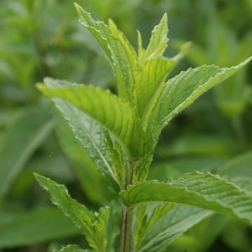 Groene munt - Mentha spicata