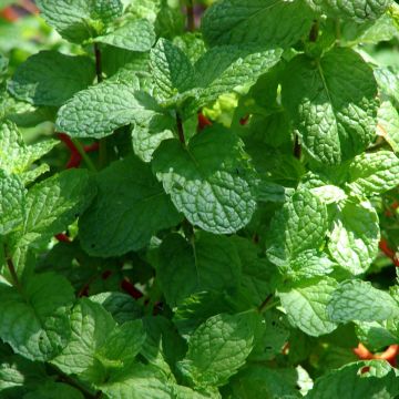Aarmunt Hollywood - Mentha spicata